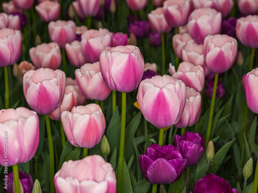 Tulips (Tulipa sp., family: Liliaceae). Tulips (Tulipa sp., family: Liliaceae).