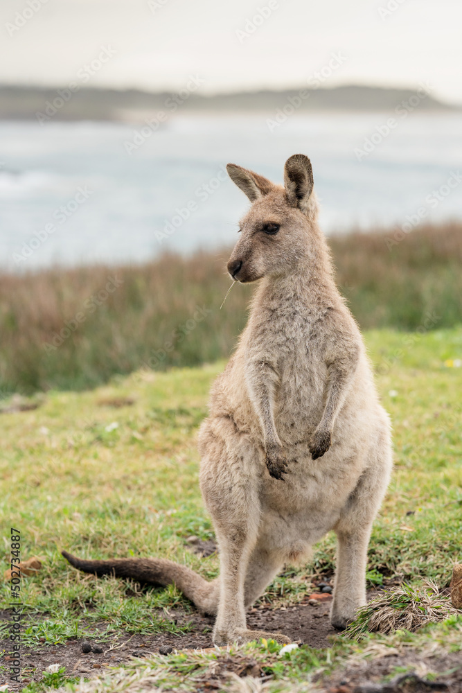 Kangaroo on hillside near the ocean at Emerald Beach, Coffs Coast, New South Wales, Australia.