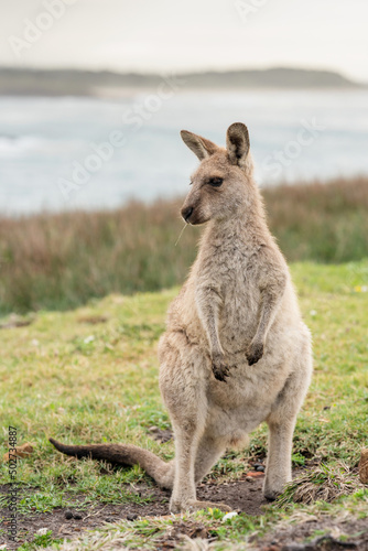 Kangaroo on hillside near the ocean at Emerald Beach  Coffs Coast  New South Wales  Australia.