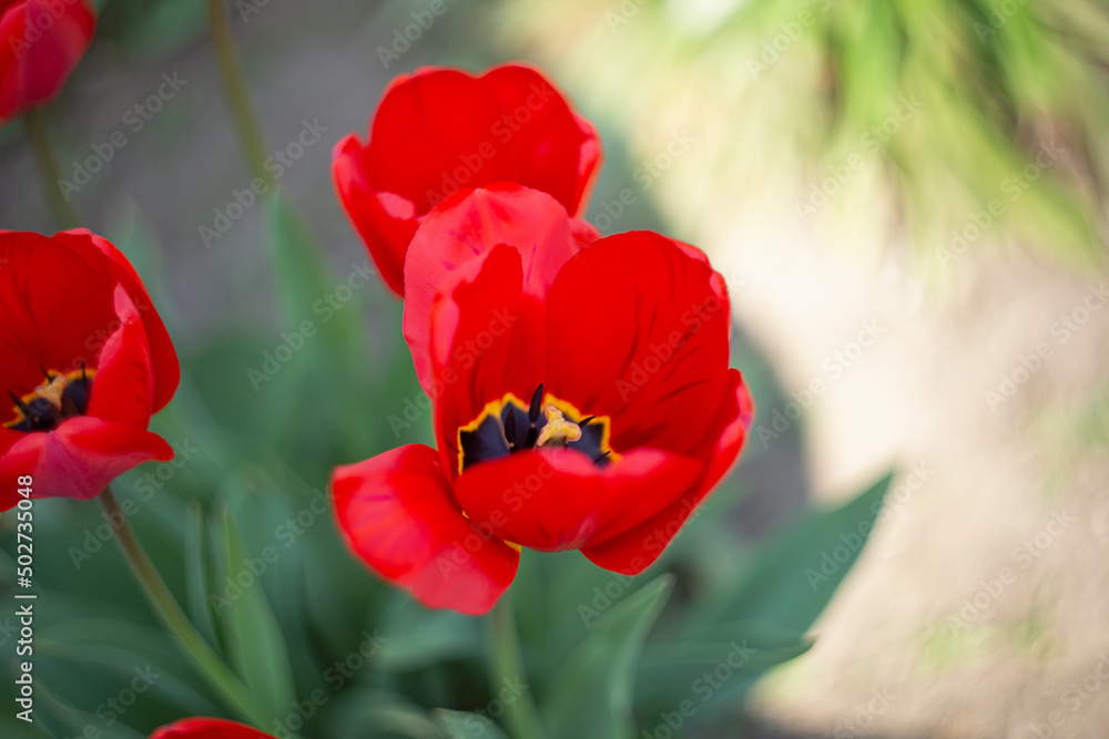 Closeup photography of group of red tulips,good as natural background. Closeup photography of group of red tulips,good as natural background.