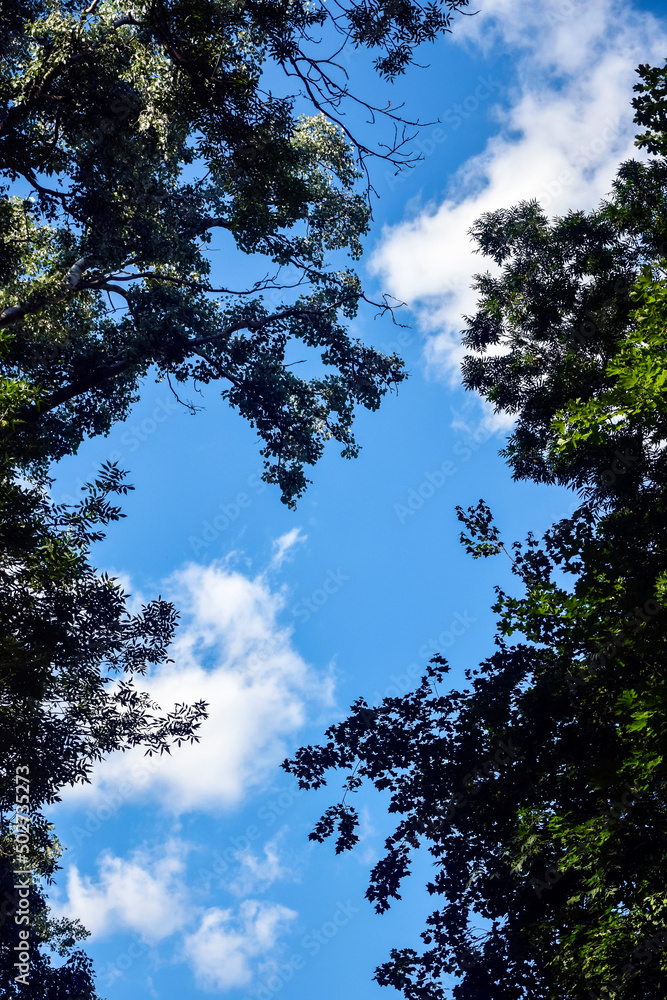 Looking Up through a Tree Canopy. Frame of green foliage of tree branches against blue sky with clouds. Copy space. Selective focus.