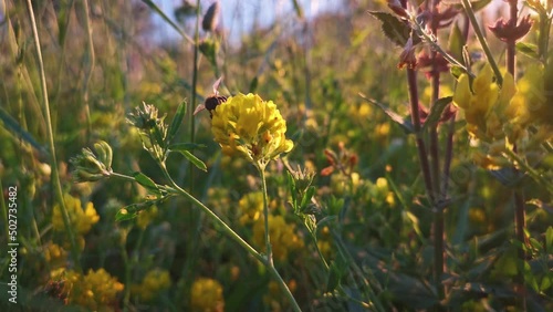 Bee wildflowers. A summer natural moment. Bright warm day. A bee collects nectar from yellow flowers. The concept of healthy spring honey. A worker bee flies from one flower to another in close-up