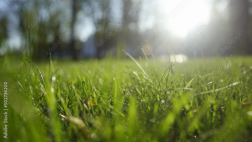 Close-up low angle view 4k stock video footage of blurry sunny fresh green spring leaves of grass growing outdoors on sunny lawn in park or backyard. Natural abstract bokeh video background Close-up low angle view 4k stock video footage of blurry sunny fresh green spring leaves of grass growing outdoors on sunny lawn in park or backyard. Natural abstract bokeh video background