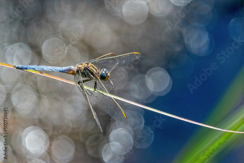 Blue coloured dragonfly Pachydiplax longipennis resting on a branch photo