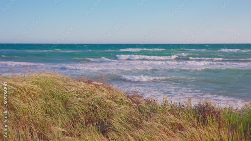 Grass blows in the wind over the ocean Grass blows in the wind over the ocean