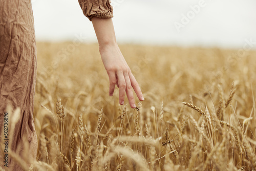 Image of spikelets in hands the farmer concerned the ripening of wheat ears in early summer harvest