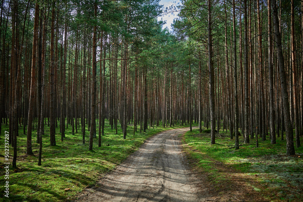 Fototapeta premium Dense coniferous forest in the morning with the sun breaking through between the trees, the sandy road in the middle curves to the right disappearing deep into the forest.