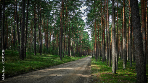 The sandy road divides the dense coniferous forest into two parts.