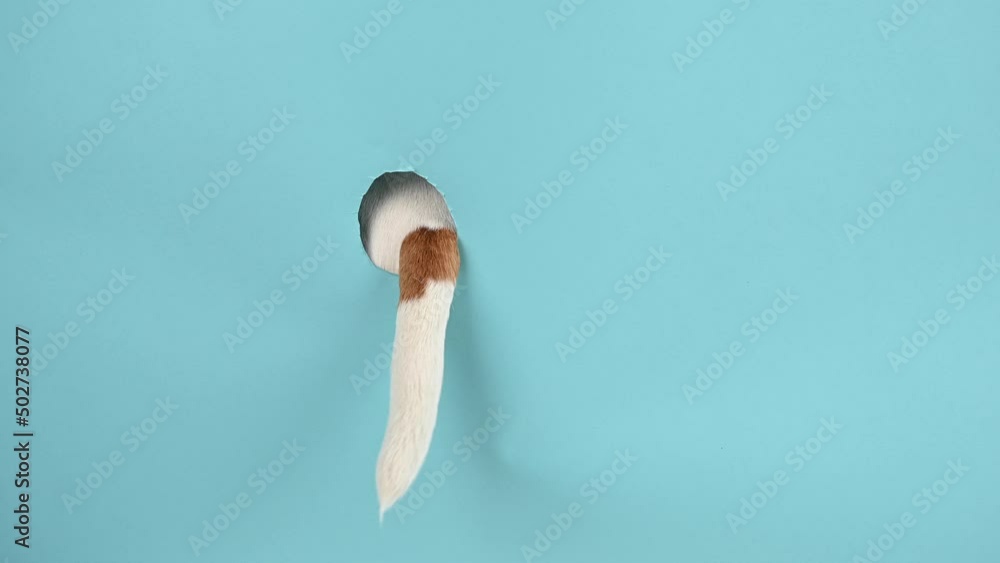 Dog tail sticking out of a hole in paper blue background. Stock Video ...