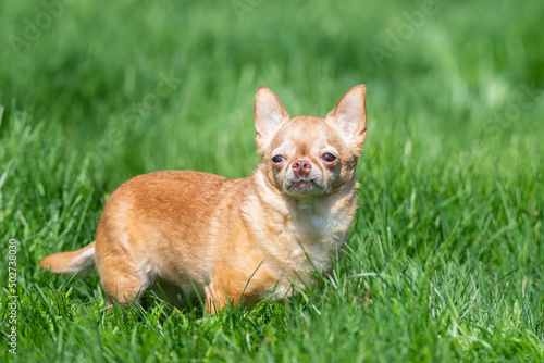 Red chihuahua dog siting on green grass. Selective focus. © alexbush