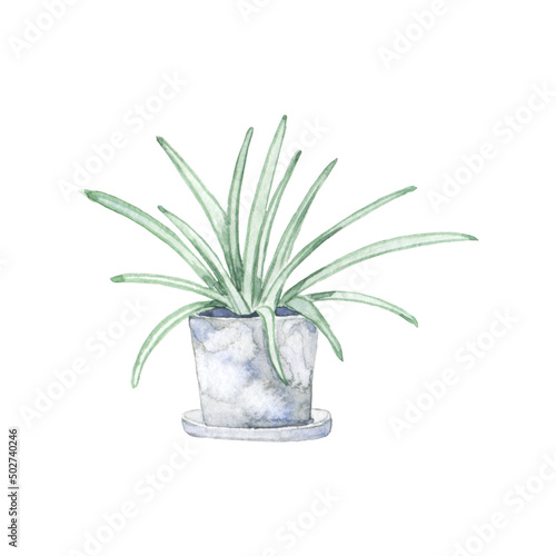 Watercolor spider plant