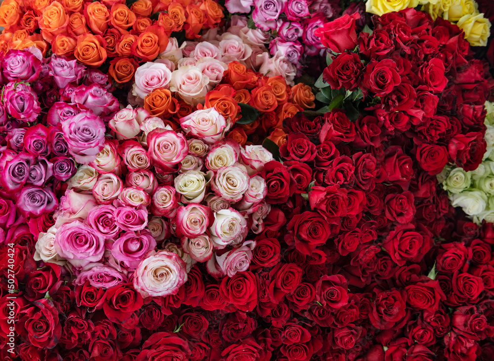 Multi-colored roses Multi-colored roses