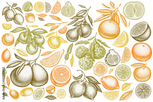 Citrus hand drawn vector illustrations collection. Stylized kumquat, lemon, tangelo, etc.