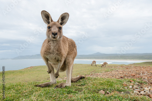 Kangaroos at Emerald Beach, Coffs Coast, New South Wales, Australia.
