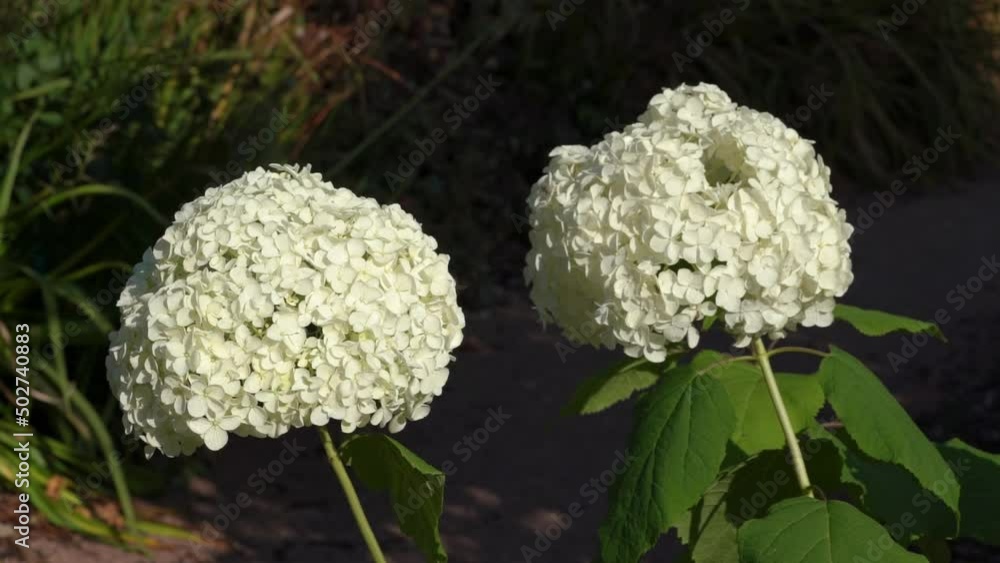 Hydrangea Arborescens 'Annabelle' summer autumn fall flowering plant with a white summertime flower, stock video footage clip Hydrangea Arborescens 'Annabelle' summer autumn fall flowering plant with a white summertime flower, stock video footage clip