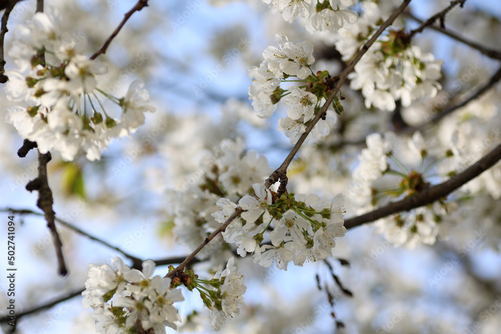 branches of cherry tree in bloom against blue sky