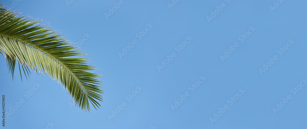 Palm branch on blue sky background, template with copy space Palm branch on blue sky background, template with copy space