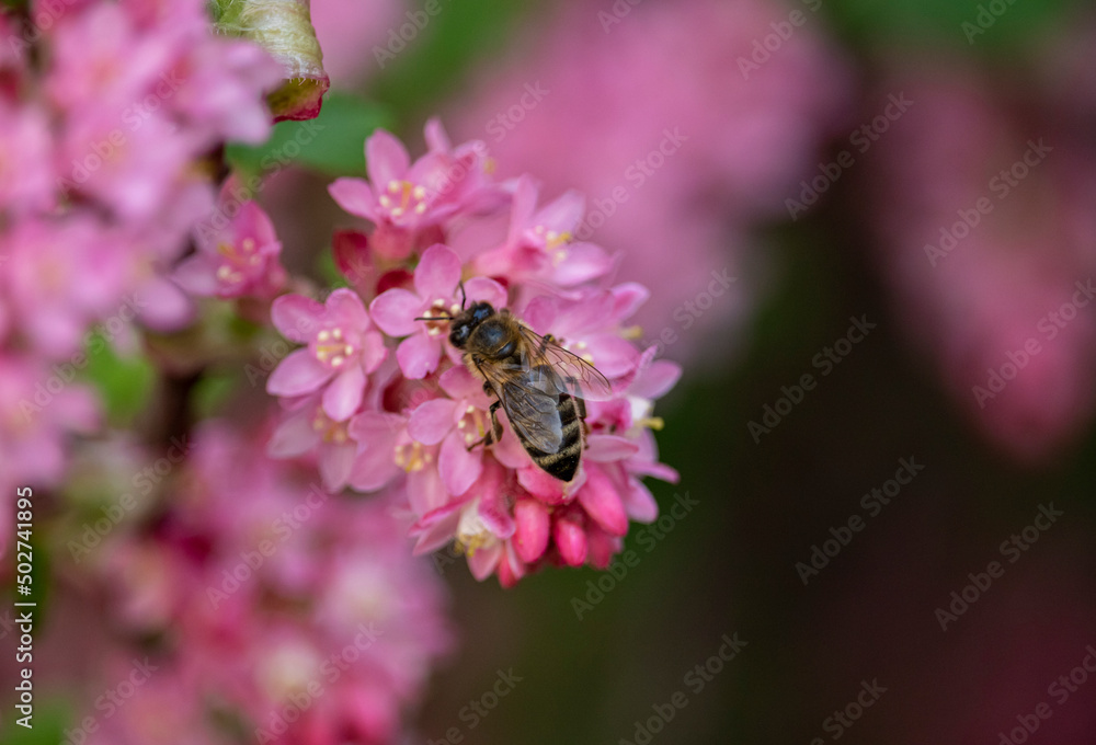 Pink flowers of blood currant on a spring day and a bee