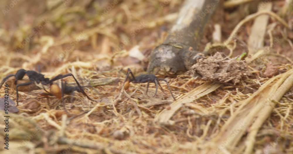 A large army ant carries pupa along side other ants on the ground, close up follow shot A large army ant carries pupa along side other ants on the ground, close up follow shot