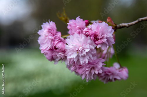 Wallpaper Mural A branch of pink almond blossoms  Torontodigital.ca