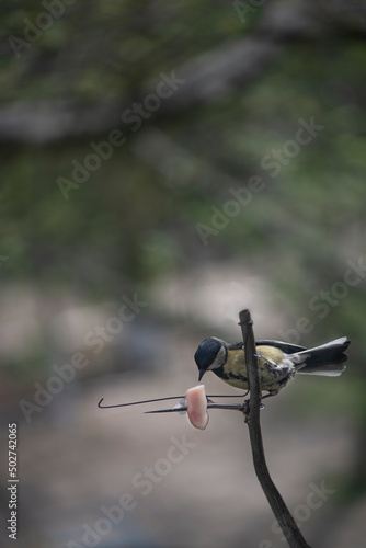 The tit loves to feast on lard.Titmouse feeding by the window.Bird feeding. photo