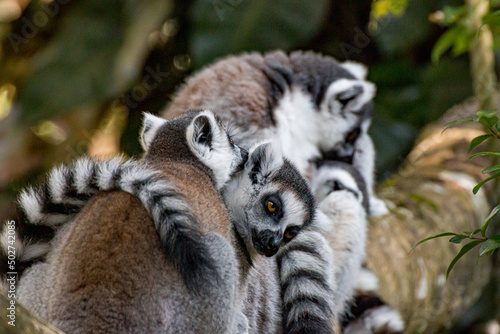 Lemurs hugging each other   © GHArtwork