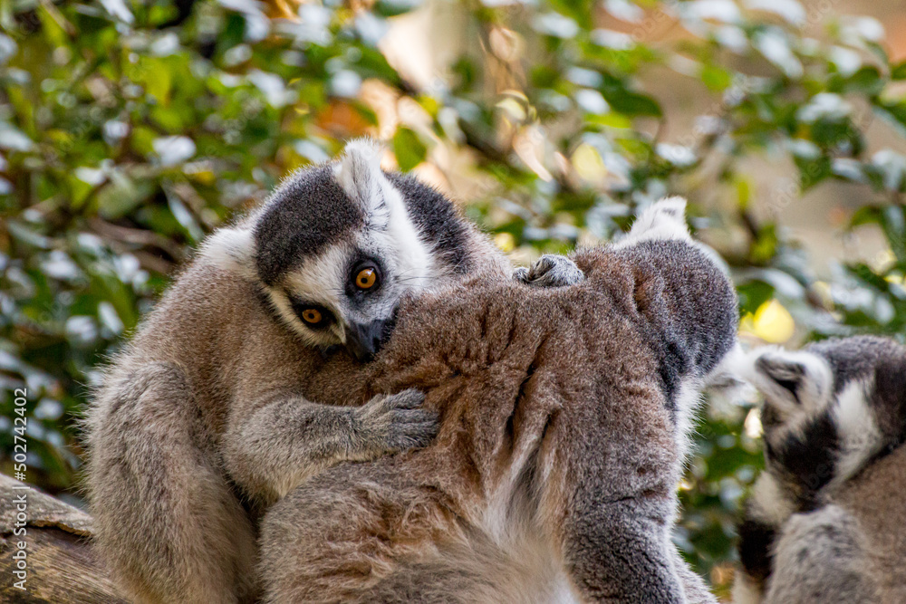Obraz premium Lemurs hugging each other 