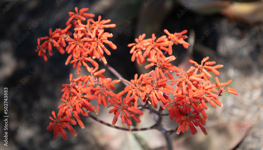 flower plant with bloom or berry. macro nature flower plant with bloom or berry. macro nature