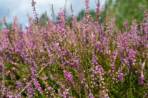 violet lavender flowers in bloom. nature field background