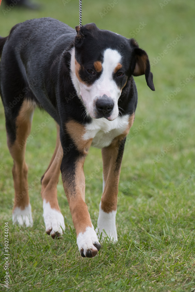 Greater Swiss Mountain Dog moving towards camera