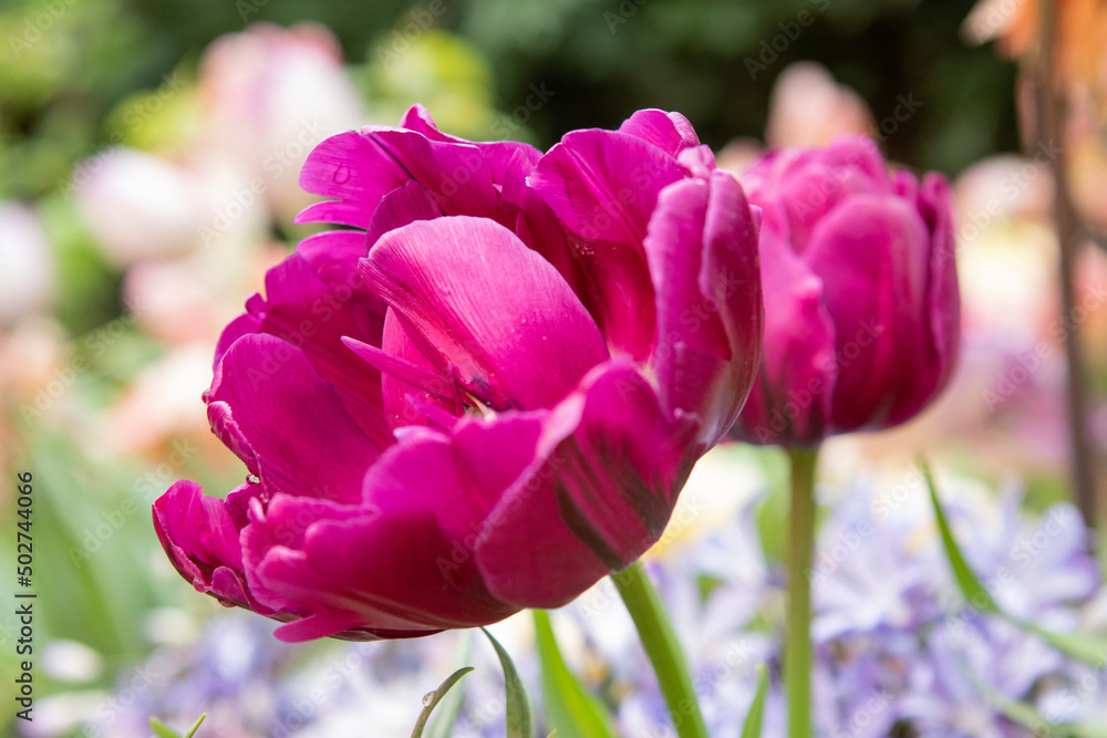 purple flower tulips in the garden in spring