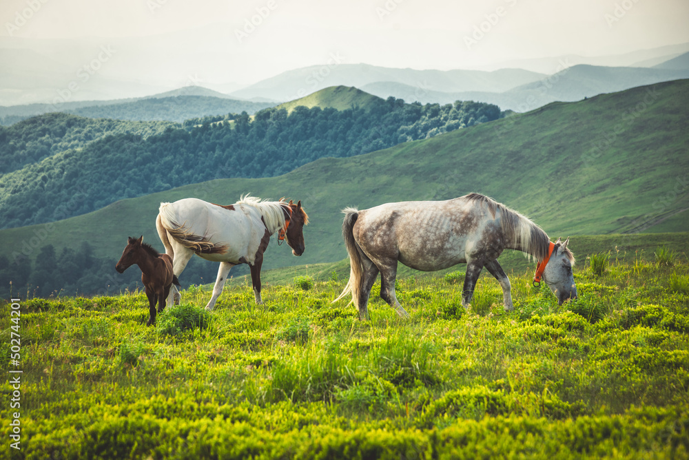 Horses graze on clean meadows.
