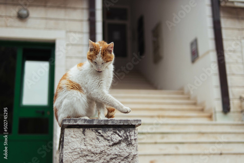 homeless cat of white-red color sits on the railing near the entrance