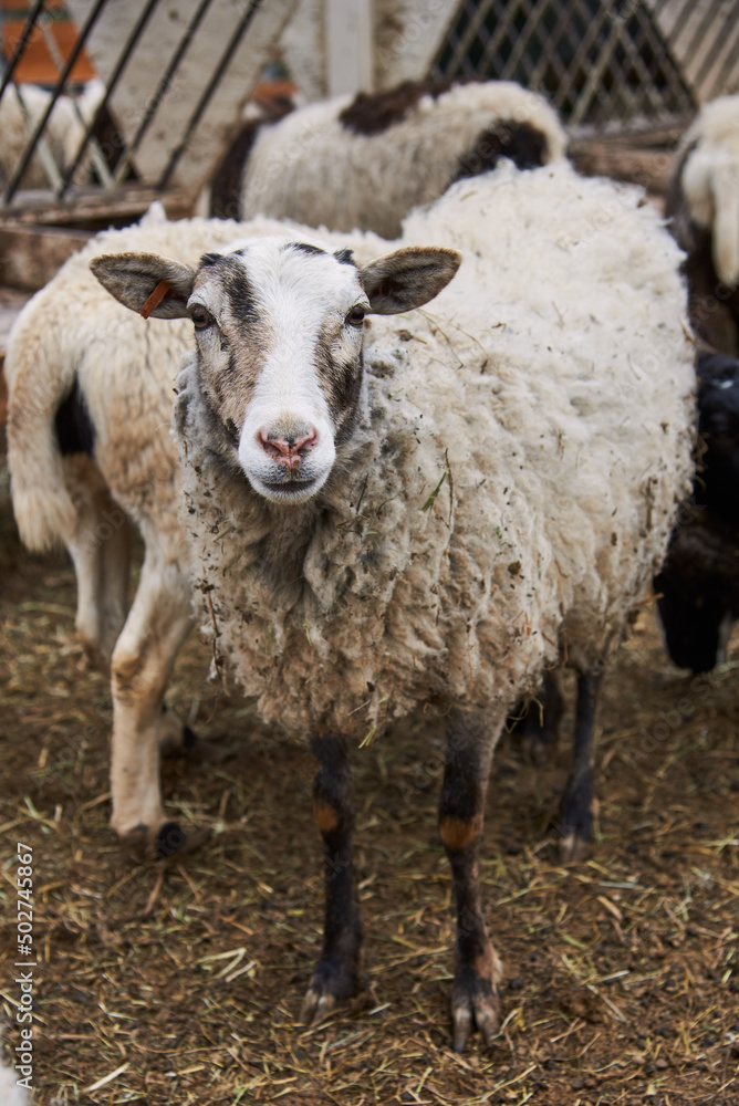 Curious sheep on a livestock farm.Sheep looking at the camera.