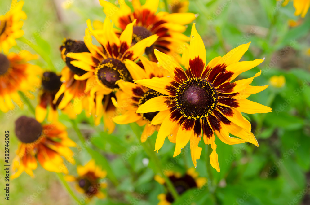 Naklejka premium Yellow-brown sunflowers in a spring season at a botanical garden.