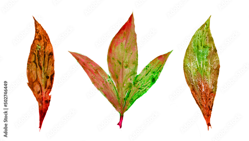 Watercolor collection beautiful colorful autumn leaves isolated on white background