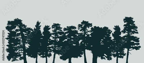 Fir trees silhouetts background photo