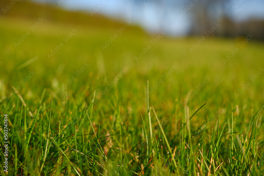 Green lawn low angle image of freshly mowed green grass field Green lawn low angle image of freshly mowed green grass field