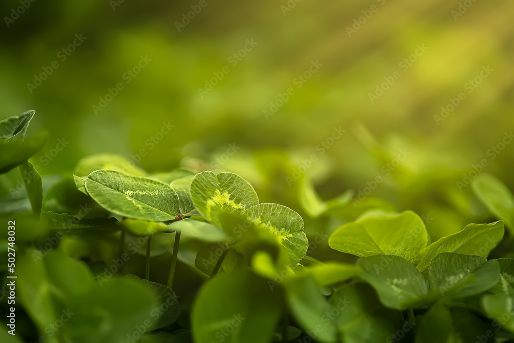 beautiful clover leaves that grow in the spring park illuminated by the rays of the sun beautiful clover leaves that grow in the spring park illuminated by the rays of the sun