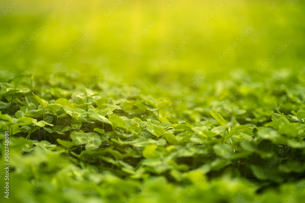 the sun's rays of yellow color illuminate the lawn, on which clover leaves are visible the sun's rays of yellow color illuminate the lawn, on which clover leaves are visible