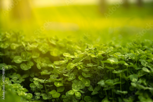 clover growing in the park illuminates the spring sun, its rays shine on a leaf © Roman