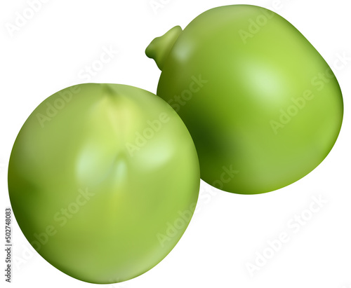Two Green Peas - Colored and Photorealistic Illustration Isolated on White Background, Vector