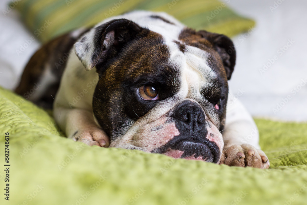 Closeup of female white and brown English Bulldog lying down on bed with tired expression