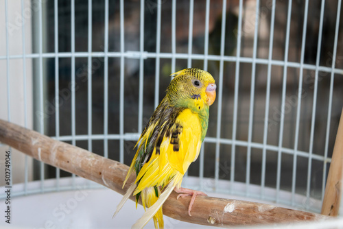 A yellow-green budgerigar sits on a wooden perch in a cage. The most common and popular variety of domestic parrot. Close-up.