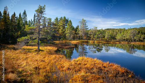 Sunny day by the lake in the forest of Bymarka.