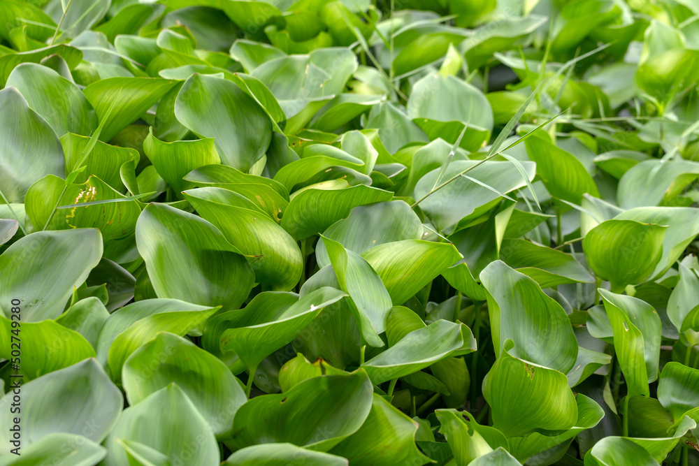 Fototapeta premium Water hyacinth plant floating on a river