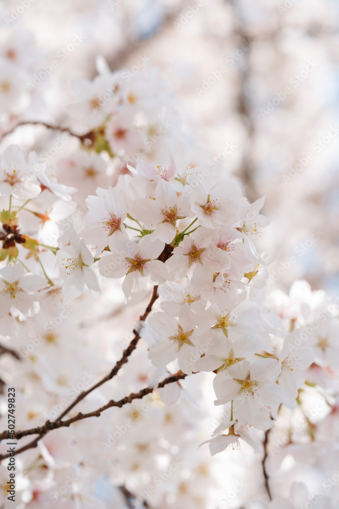 White and pink cherry apple blossoms on a sunny day with blue sky closeup. Rejuvenation spring awakening to a new life during easter time White and pink cherry apple blossoms on a sunny day with blue sky closeup. Rejuvenation spring awakening to a new life during easter time