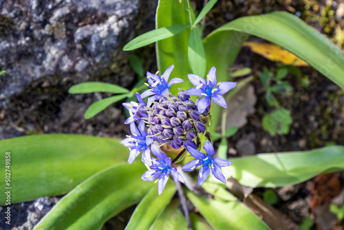 Blue - violet flowers of Oncostema Peruviana, Peruvian jacinth, Scilla peruviana, the Portuguese squill, is a species of Scilla native to the western Mediterranean region in Iberia, Oncostema Elongata photo