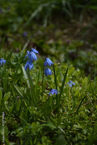 Delicate blue scilla flowers in green grass, on a sunny spring day 