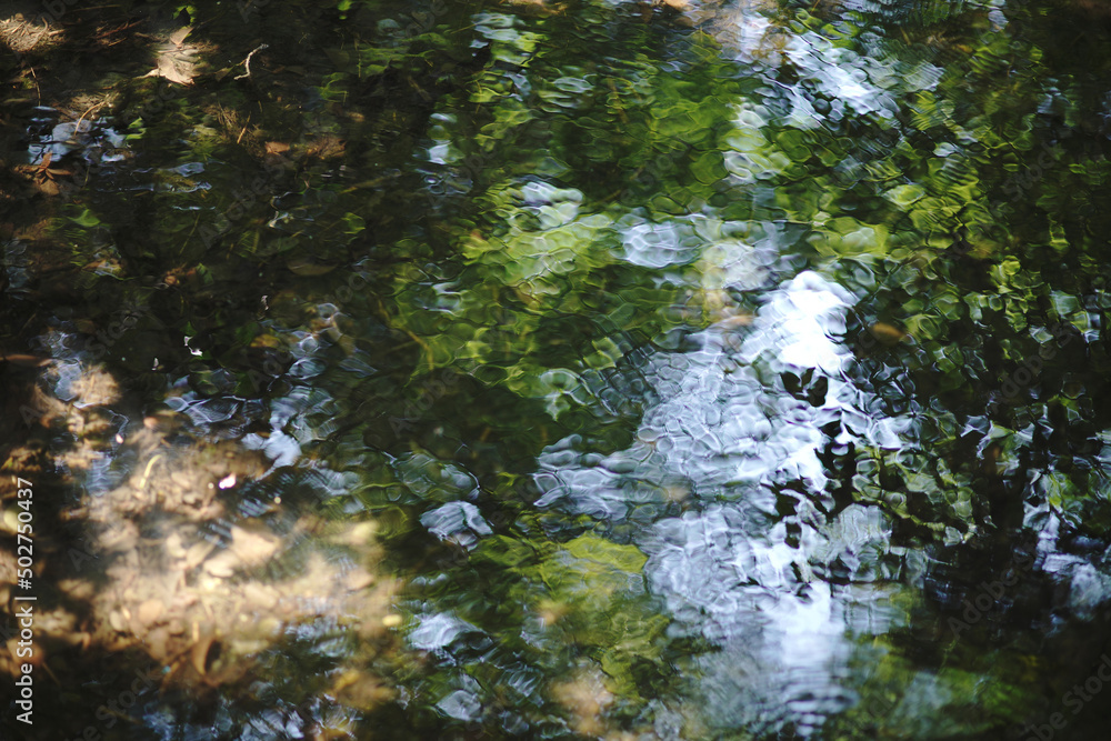 Park with pond and forest